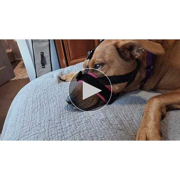 GoodBoy Gentle Muzzle Guard for Dogs Prevents Biting and Unwanted Chewing Safely Secure Comfort Fit - Nail Gallerys