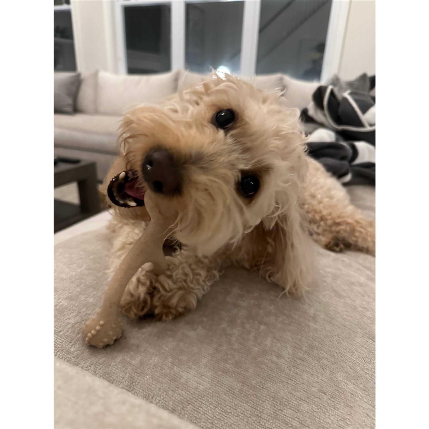 BetterBone Tough Dog Chew Beef - Nail Gallerys