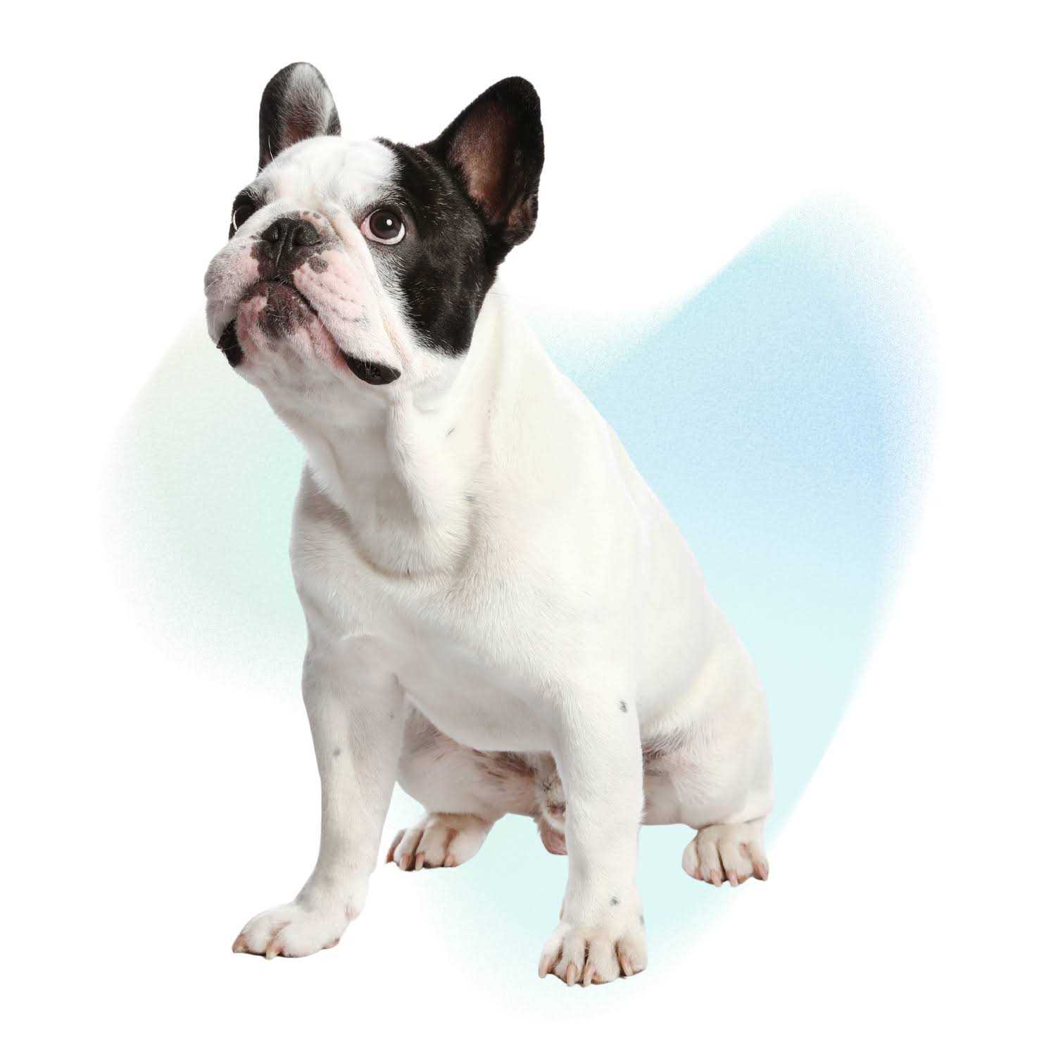 Kong Connects Window Boxing Cat Toy - Nail Gallerys