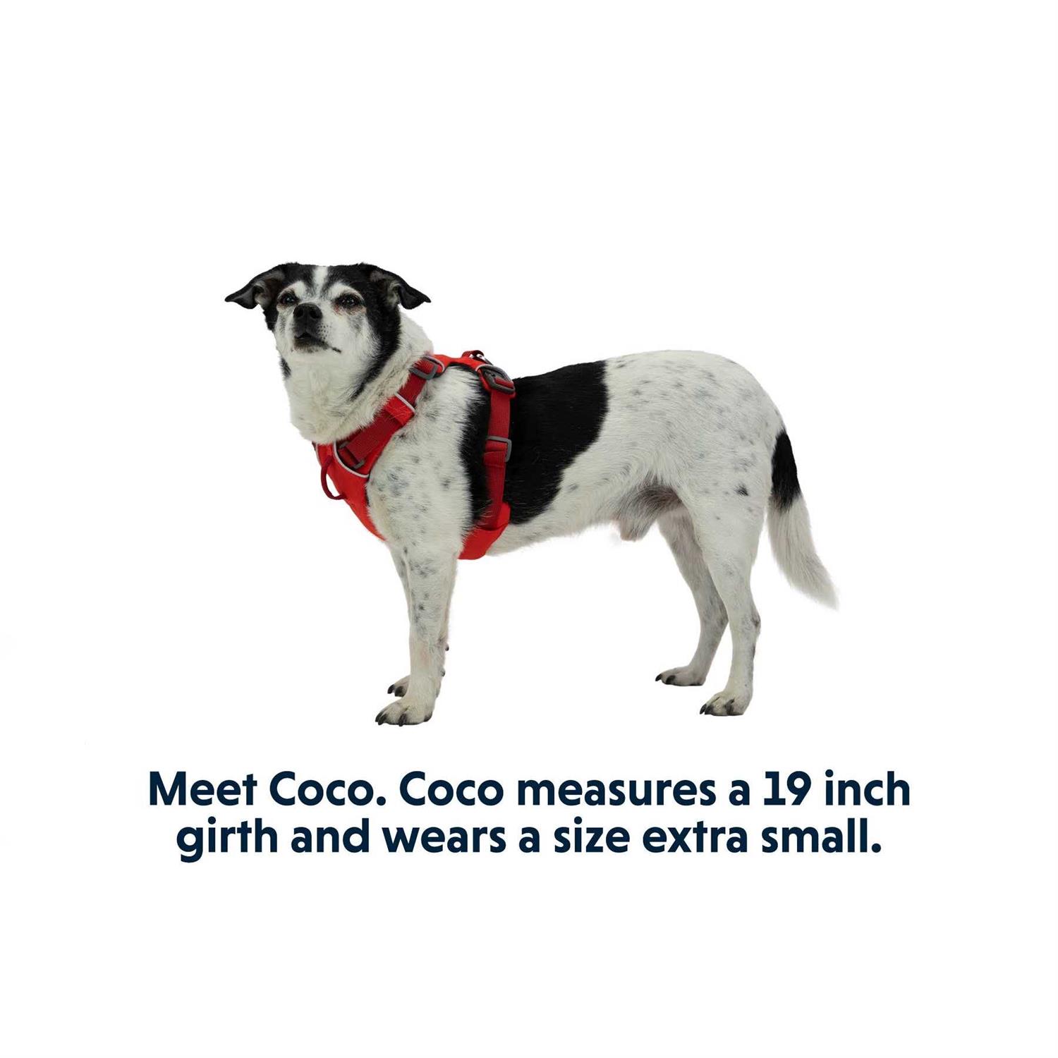 Front Range Harness Ruffwear - Nail Gallerys