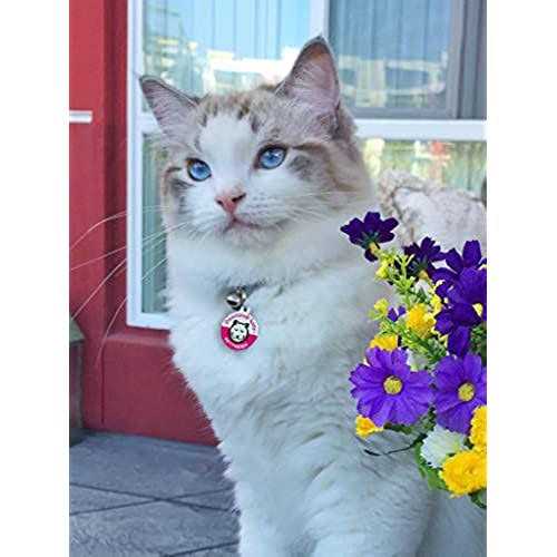 Pawsitively Safe Dog Cat Pet Tag - Nail Gallerys