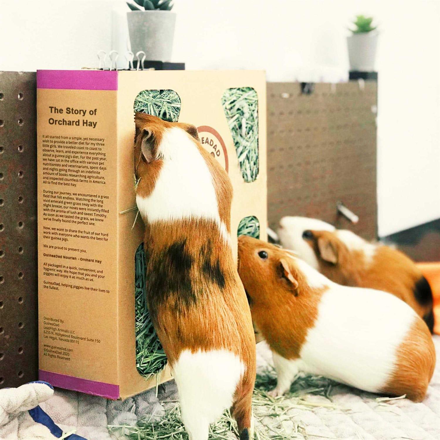 GuineaDad Orchard Hay for Guinea Pigs - Nail Gallerys