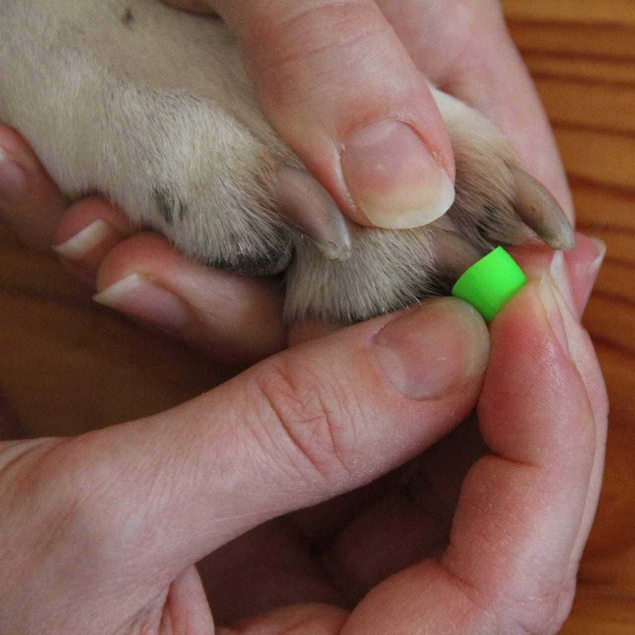 Dr Buzby’s Large Toegrips for Dogs Instant Traction on Wood/Hardwood Floors - Nail Gallerys