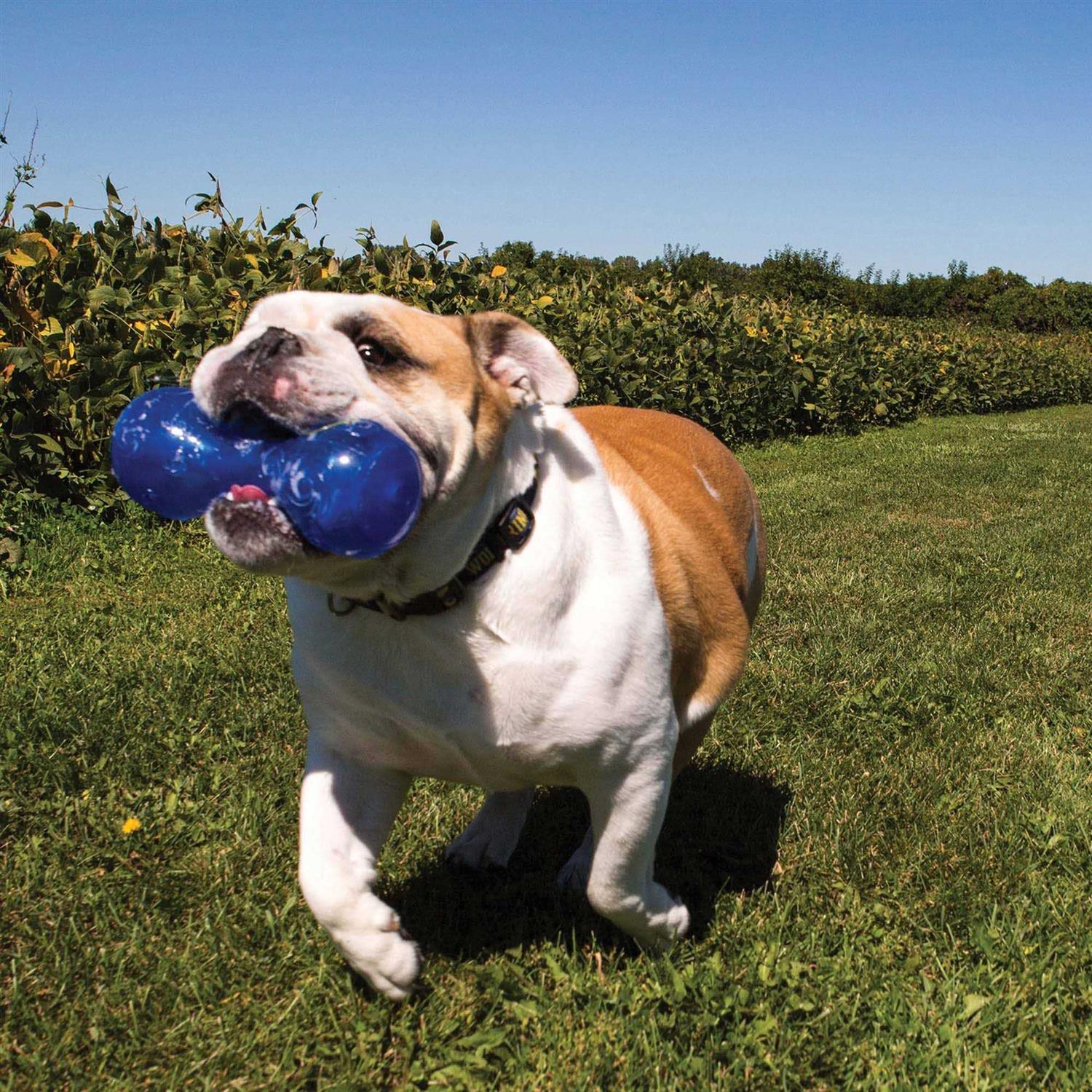 KONG Squeezz Dumbbell Dog Toy - Nail Gallerys
