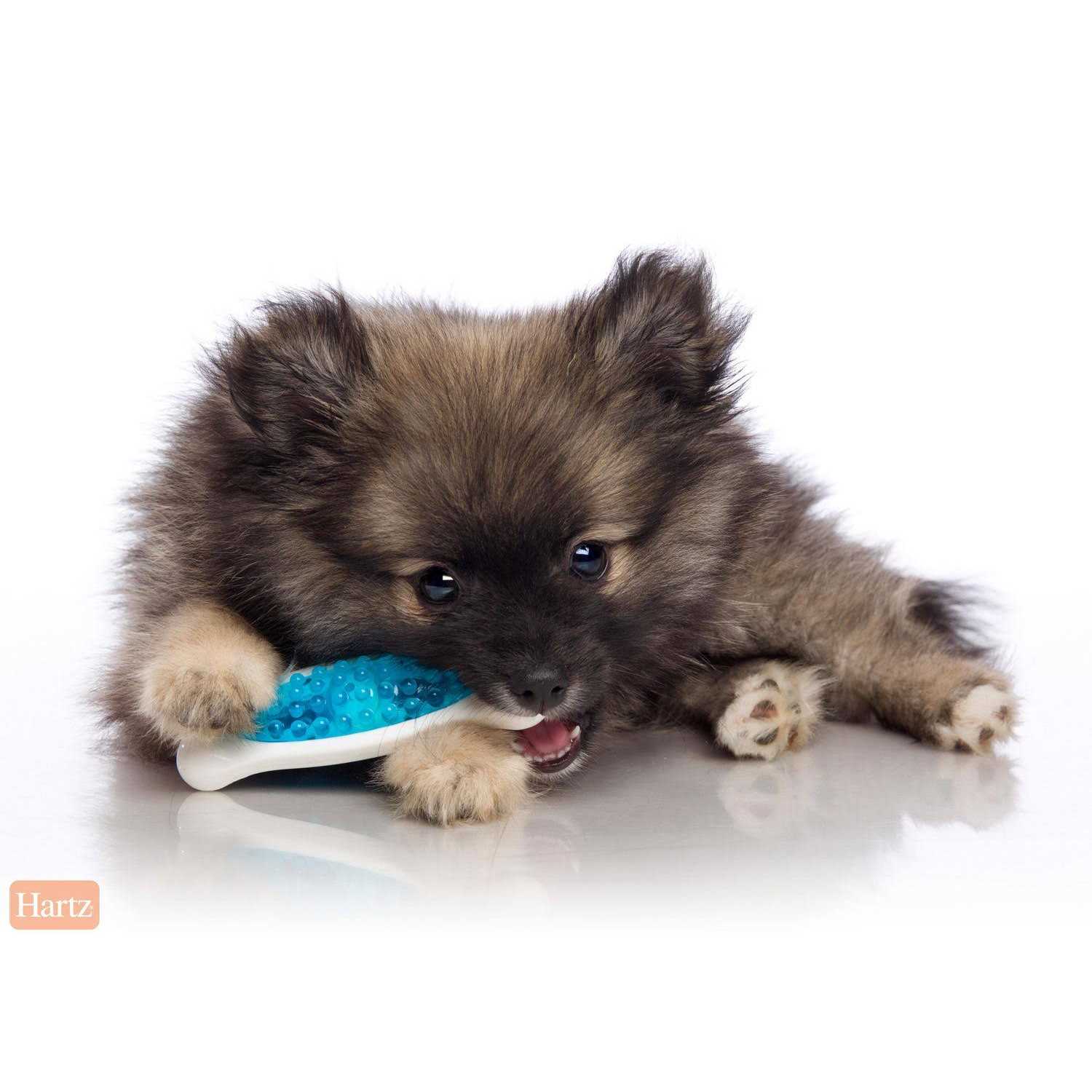 Hartz Chew ‘n Clean Tuff Bone Dog Chew Toy, Small, Color May Vary - Nail Gallerys