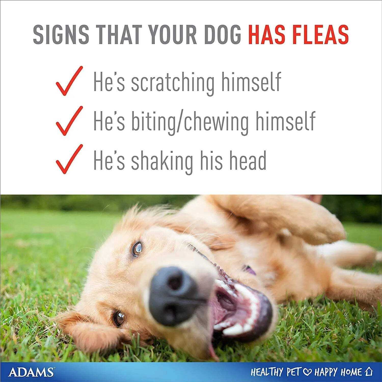 Adams Flea & Tick Plus Collar for Dogs - Nail Gallerys