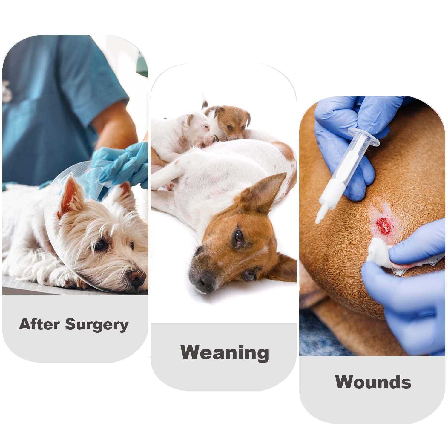 Due Felice Dog Diapers Sanitary Panties Doggy Period Onesie Bodysuits Pet Recovery Suit After Surgery Wear for Male and Female Dogs - Nail Gallerys