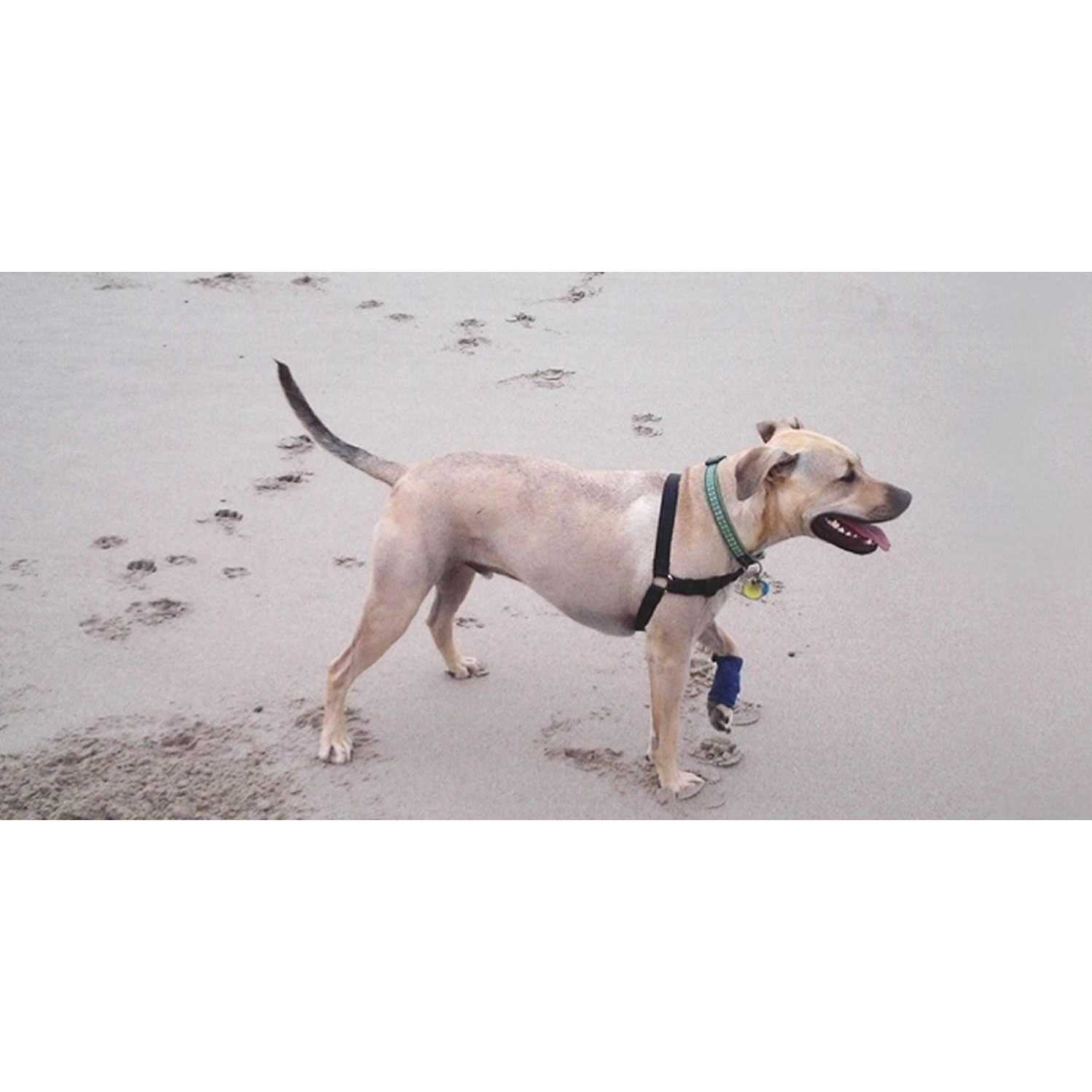 Healers Wraps for Dogs - Nail Gallerys