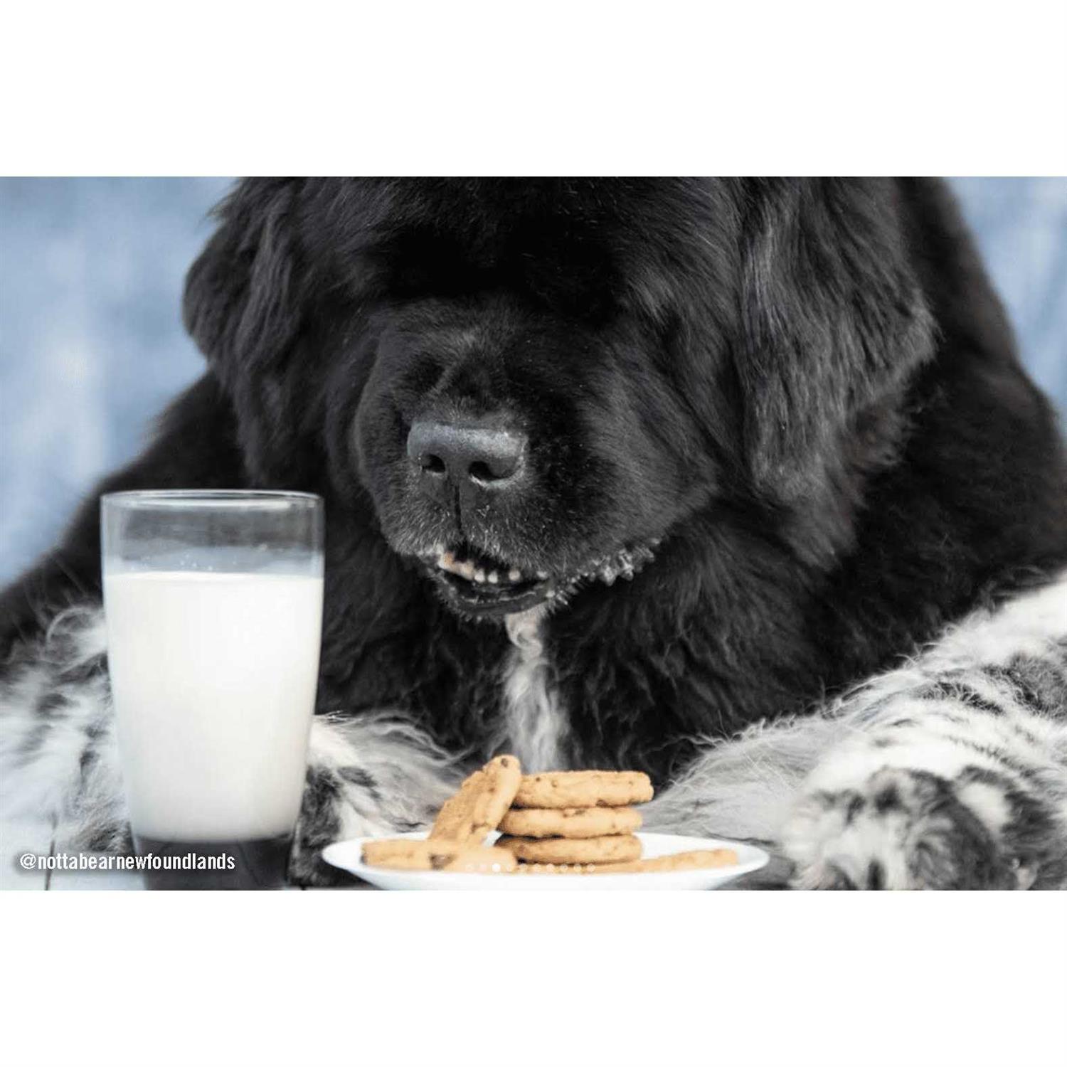 Three Dog Bakery Cookies Dog Treats with Carob Flavored Chips - Nail Gallerys