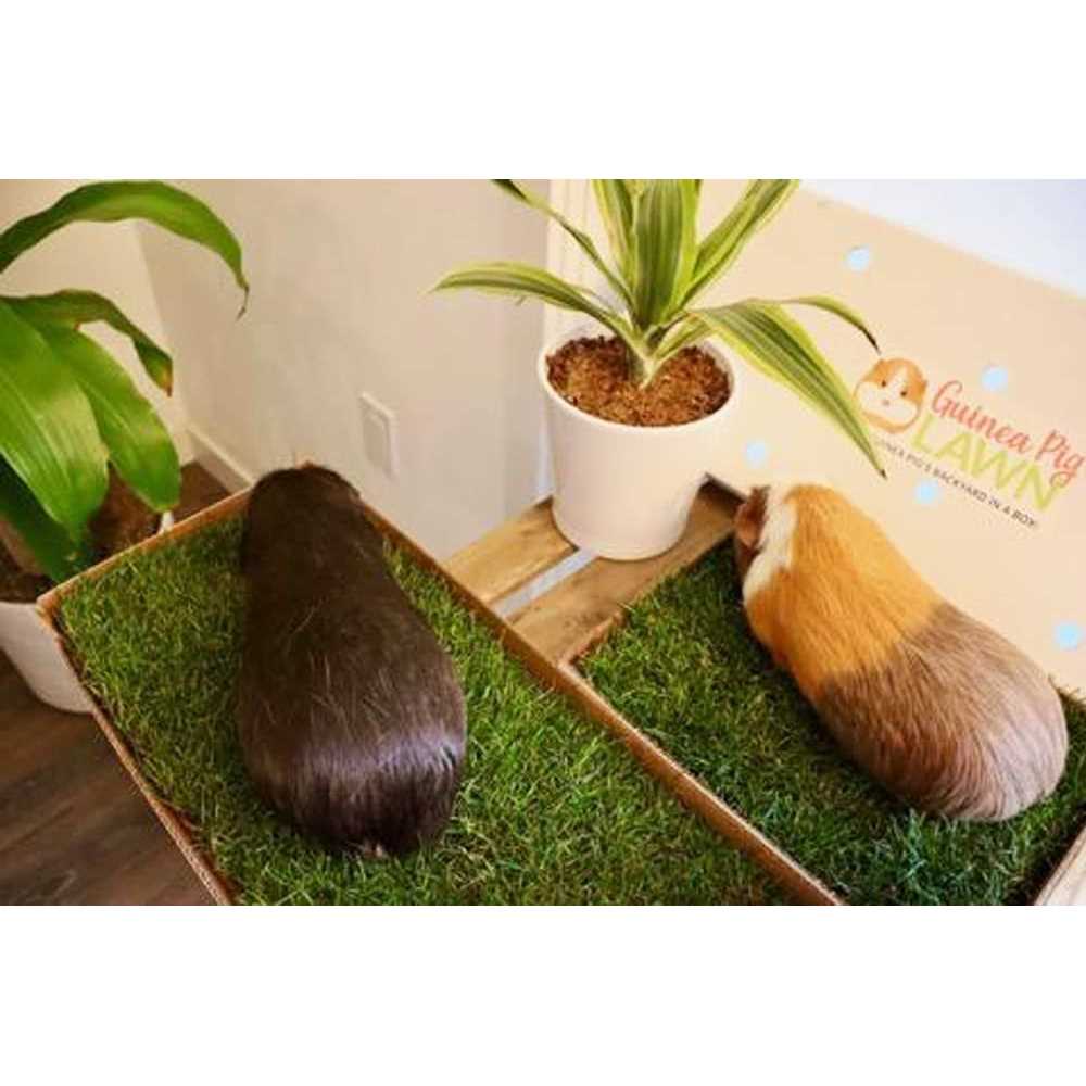Guinea Pig Lawn - Nail Gallerys