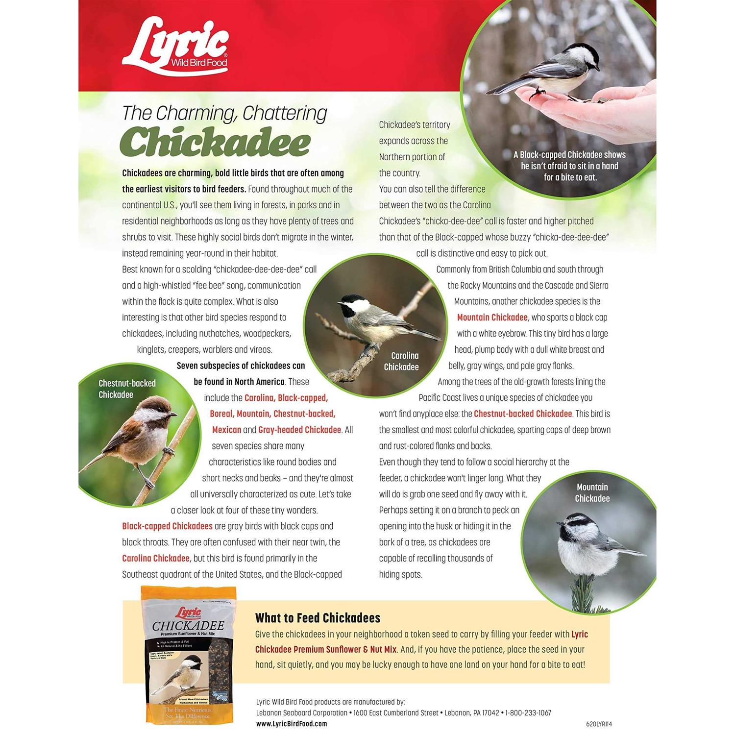 Lyric Chickadee Wild Bird - Nail Gallerys