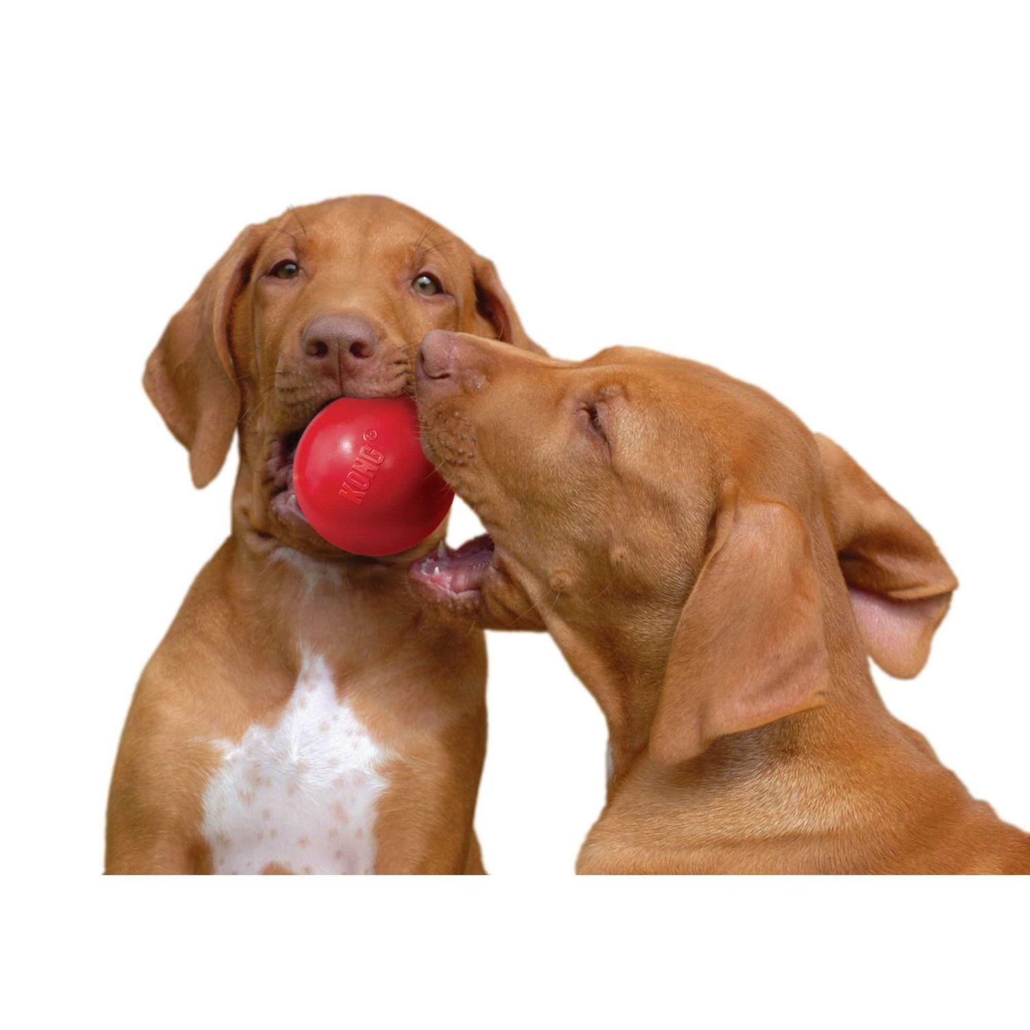 Dog Toy KONG Ball - Nail Gallerys