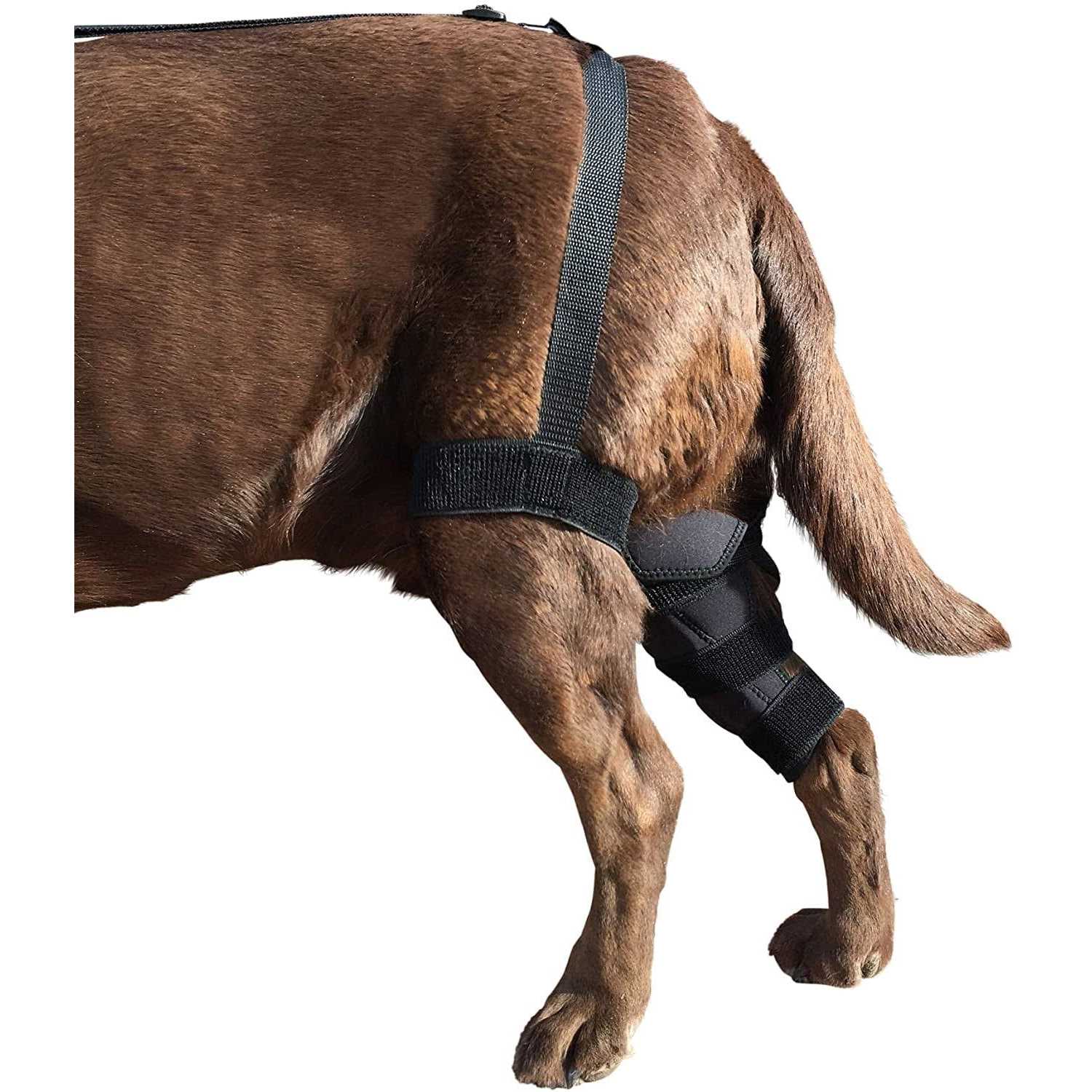 Labra Dog Canine K9 Knee Stifle Brace Wrap Metal Hinged Flexible Support Treat ACL CCL Luxating Patella Cruciate Ligament Sprain Strain Tear Injuries - Nail Gallerys