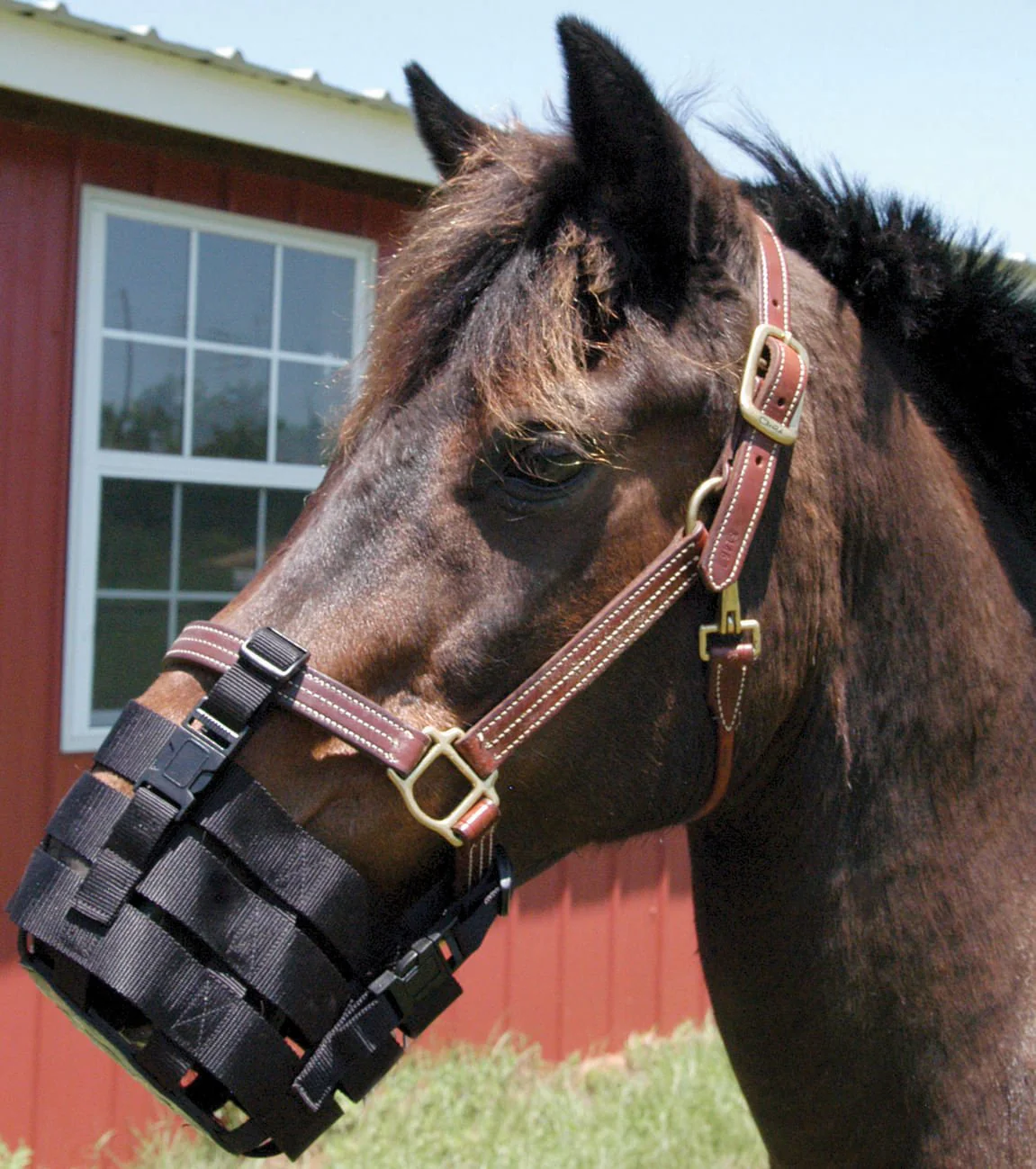 Anti-Grazing Muzzle - Nail Gallerys