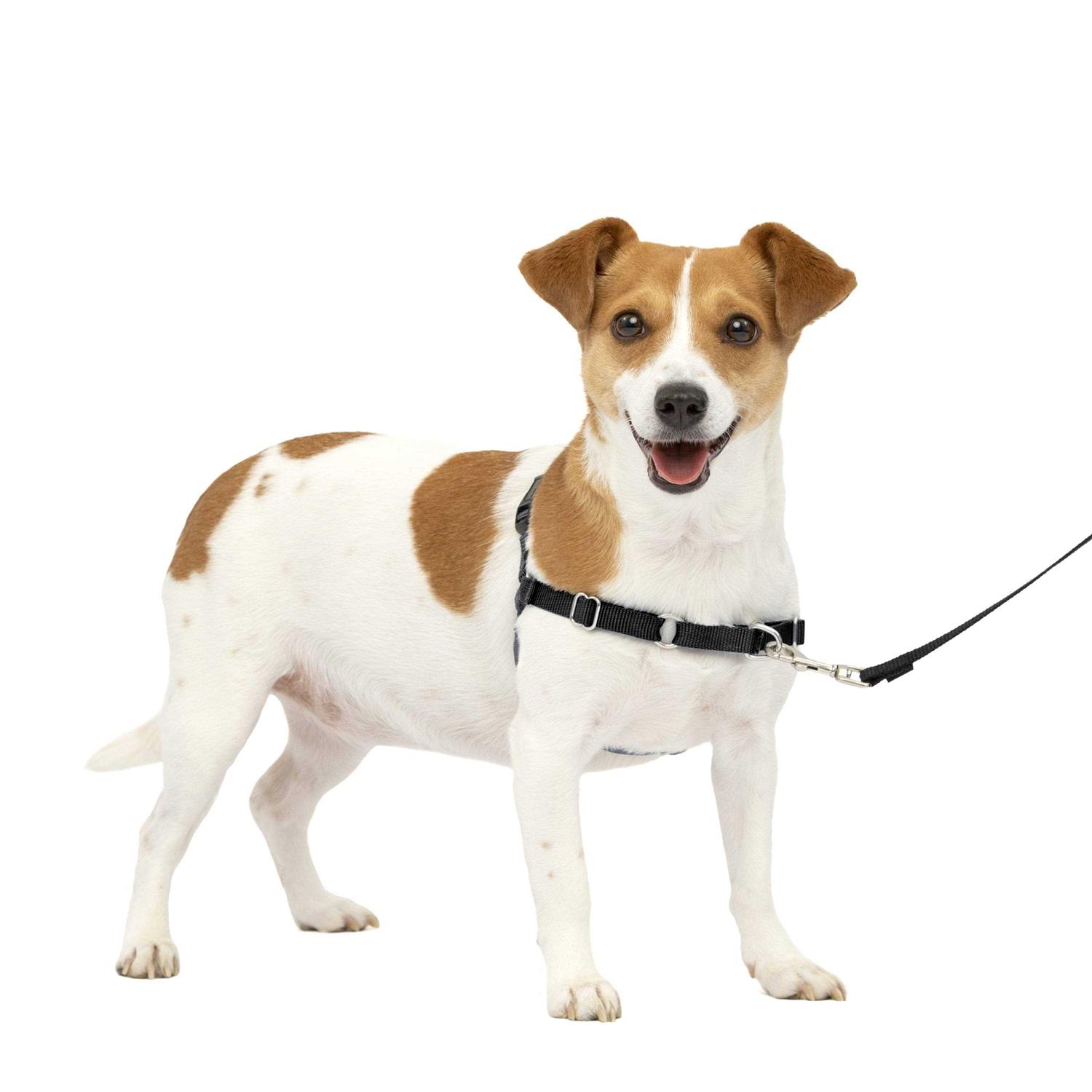 PetSafe Easy Walk Dog Harness - Nail Gallerys