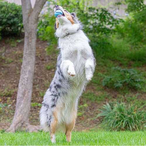 Chuckit! Sniff Fetch Ball Dog Toy - Nail Gallerys