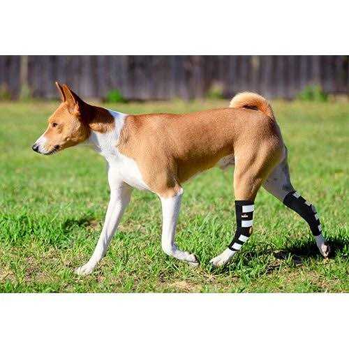 NeoAlly Dog Rear Leg Hock Metal Spring Strips - Nail Gallerys