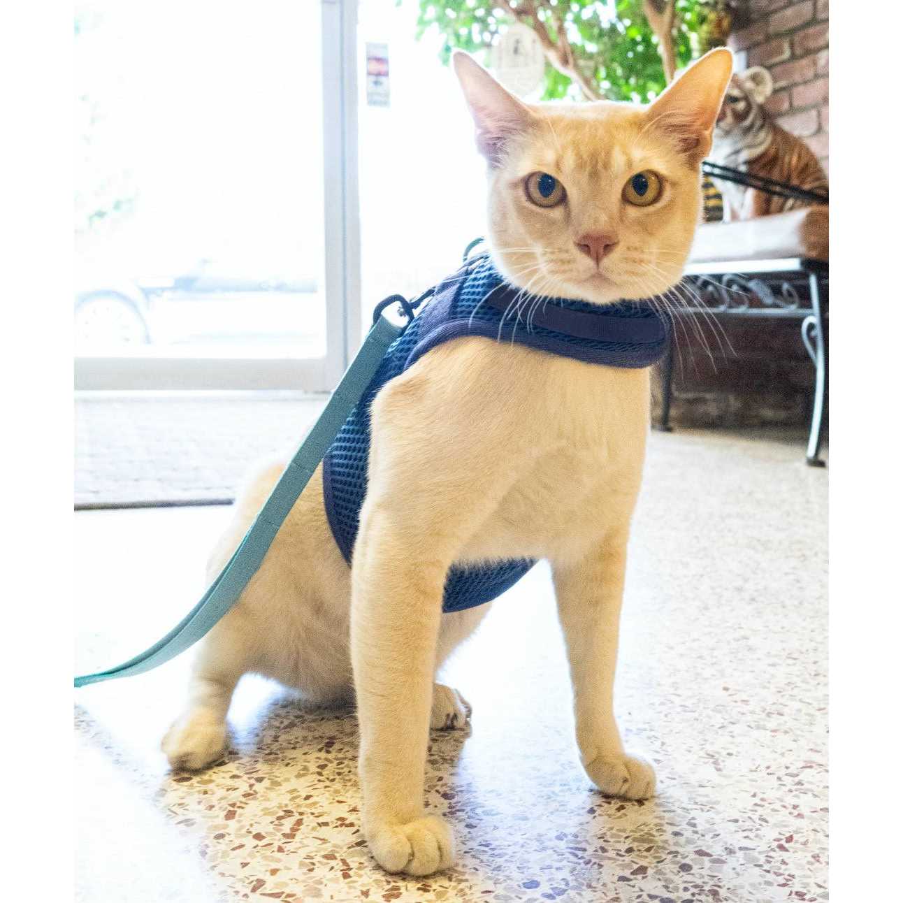 Sleepypod Martingale Cat Harness - Nail Gallerys