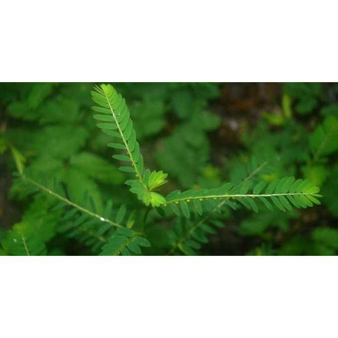 Natura Petz Organics Break It Up! Kidney & Bladder Stone Support for Cats - Nail Gallerys