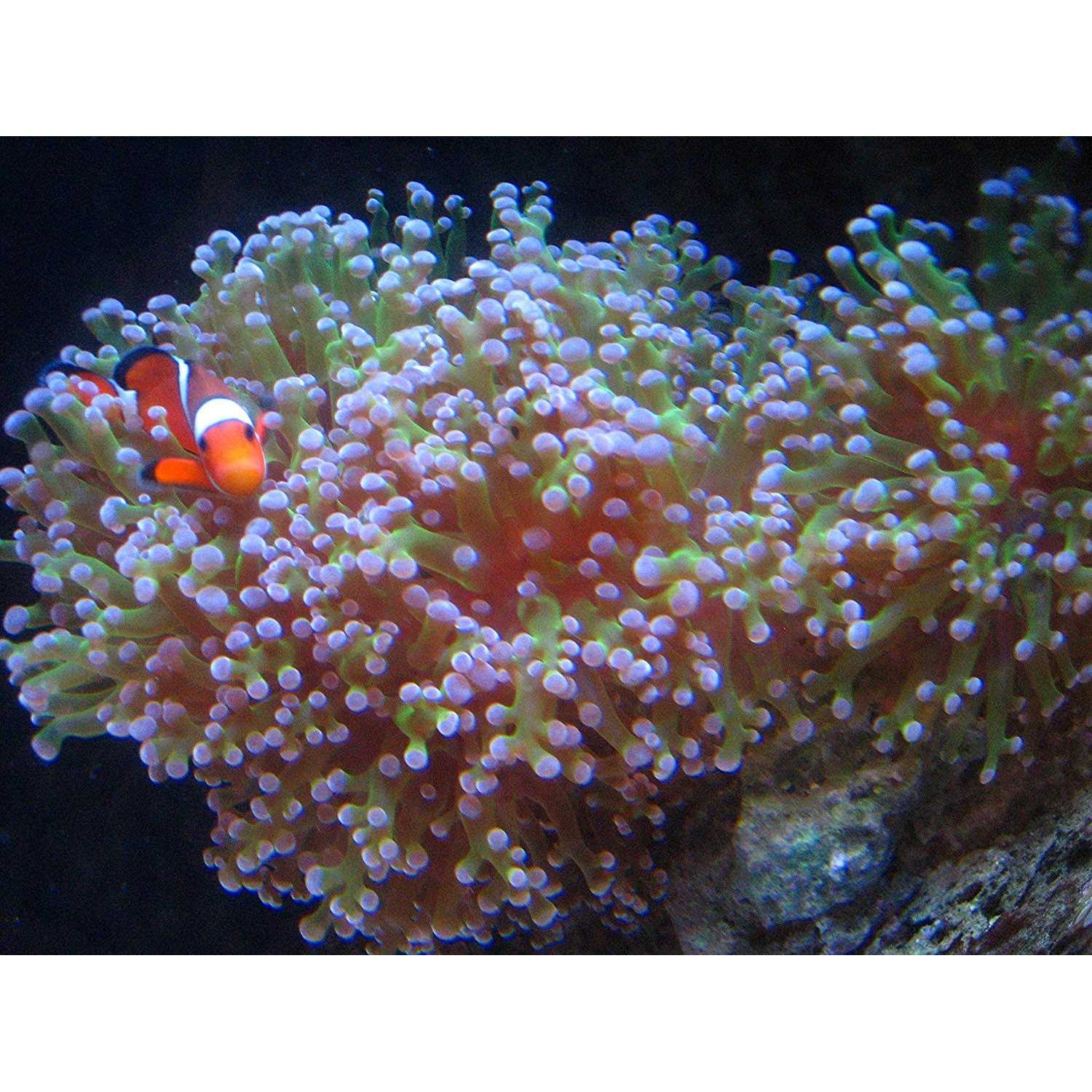 Kolar Labs Crystal Cal Activated Carbon 5 Gallon Activated Charcoal for Aquariums and Fish Tanks - Nail Gallerys