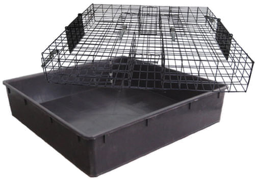 Squirrelinator - Nail Gallerys