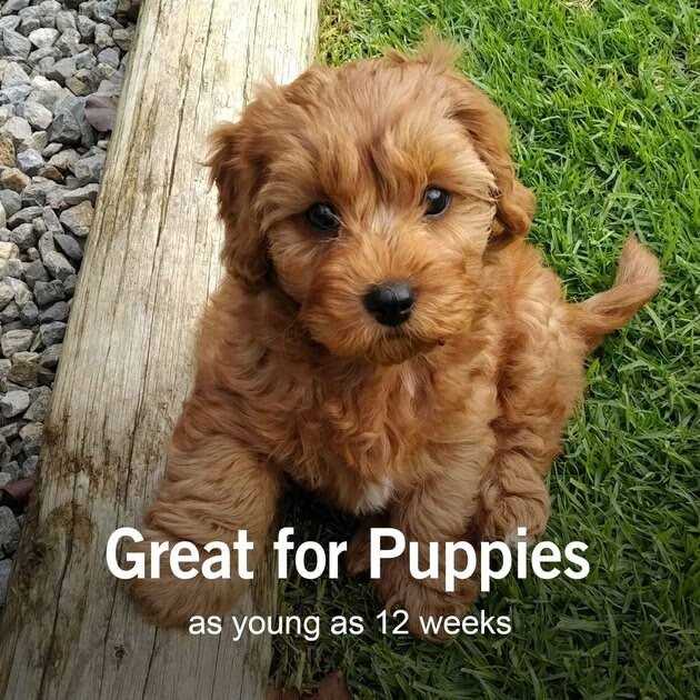 Sentry Worm X Plus - Nail Gallerys