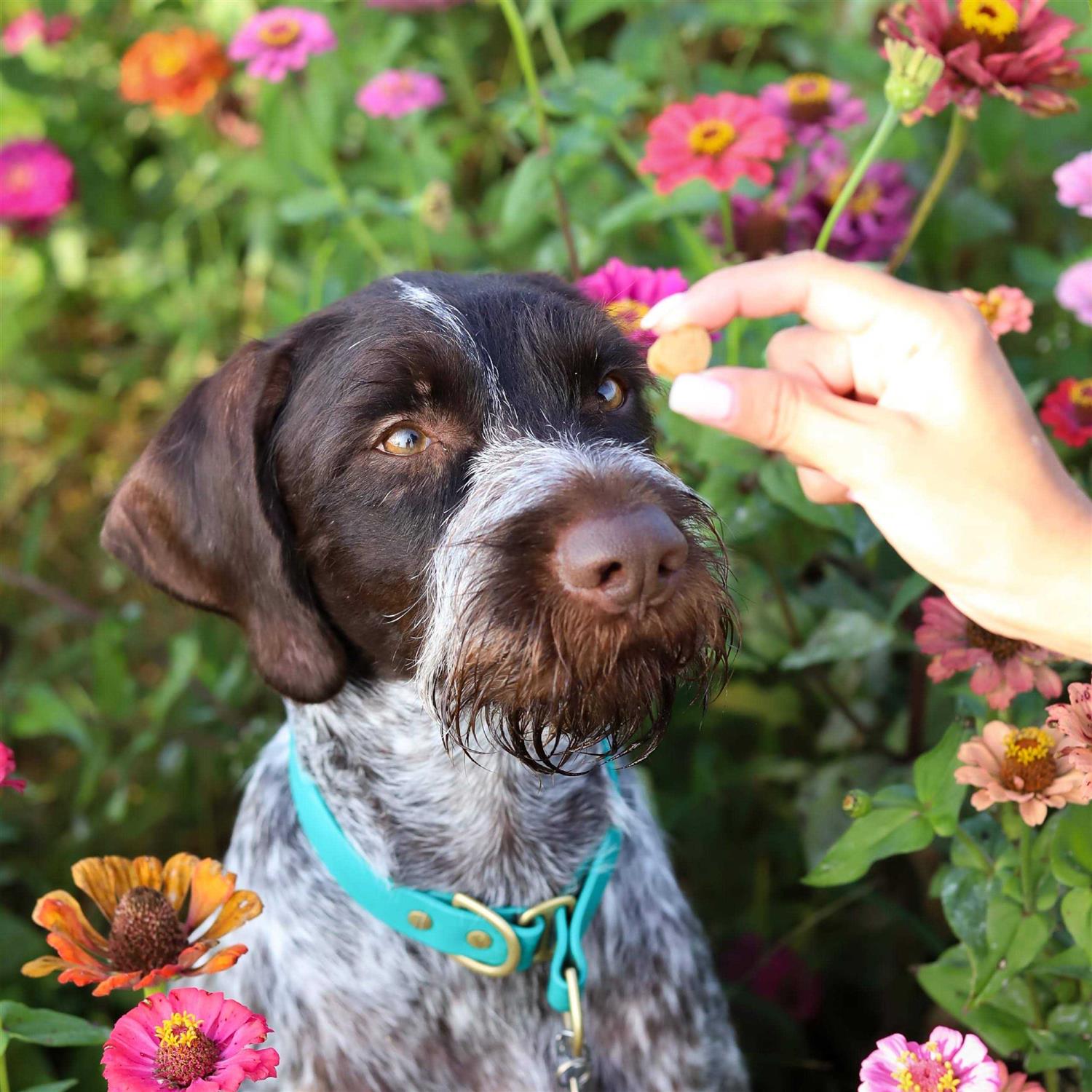 Ark Naturals Breath Bursts Bits Dental Dog Treats - Nail Gallerys