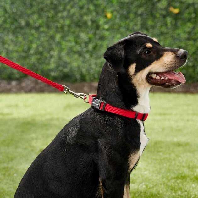 Frisco Solid Nylon Dog Leash - Nail Gallerys