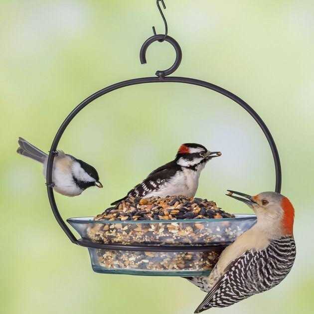 Melody Select Hot Pepper Blend Bird Food 14059 - Nail Gallerys