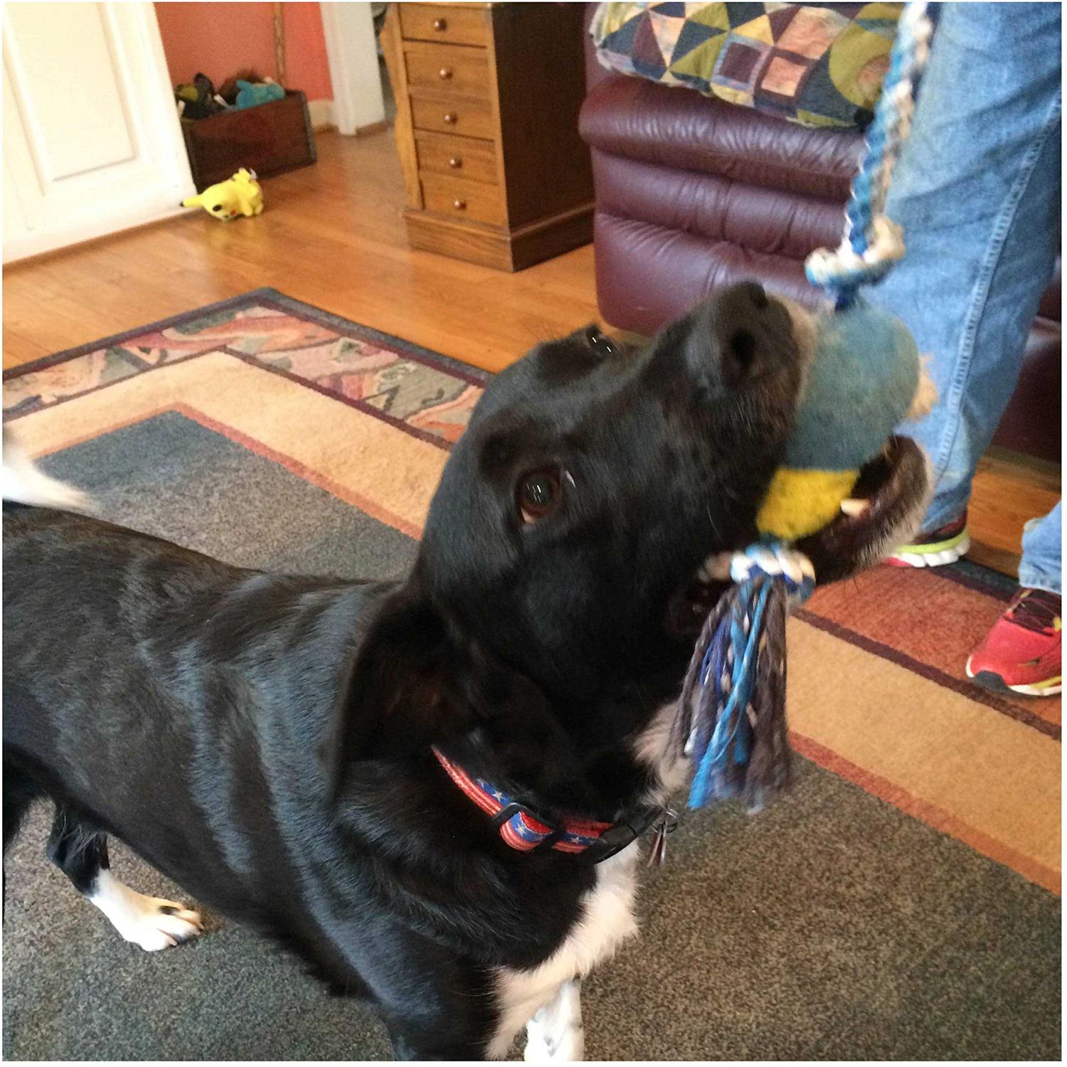 Pet Fit For Life Plush Tough and Durable Squeaky Dog/puppy Wand Rope Toy - Nail Gallerys