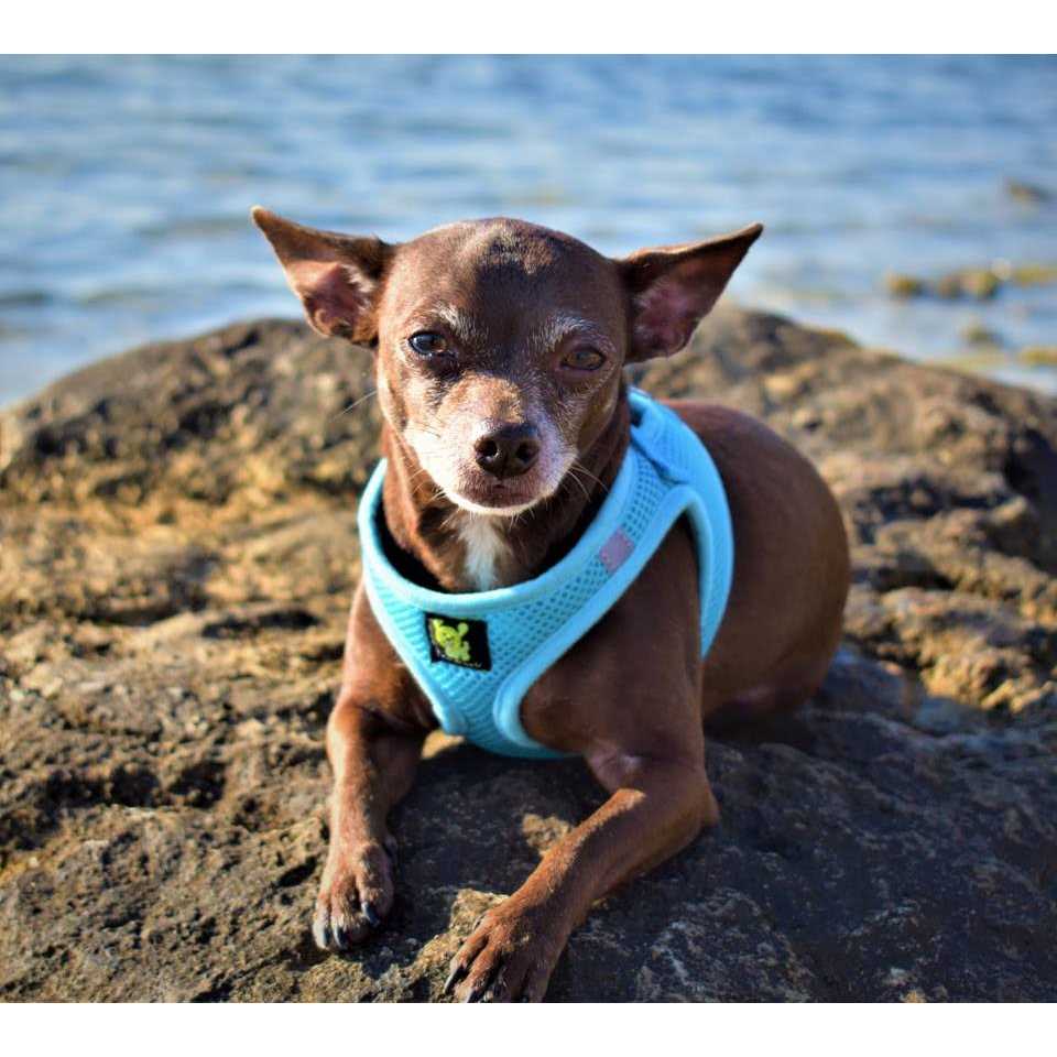 EcoBark Step in Dog Harness Soft Mesh Dog Harnesses and Small Dogs Eco-Friendly - Nail Gallerys