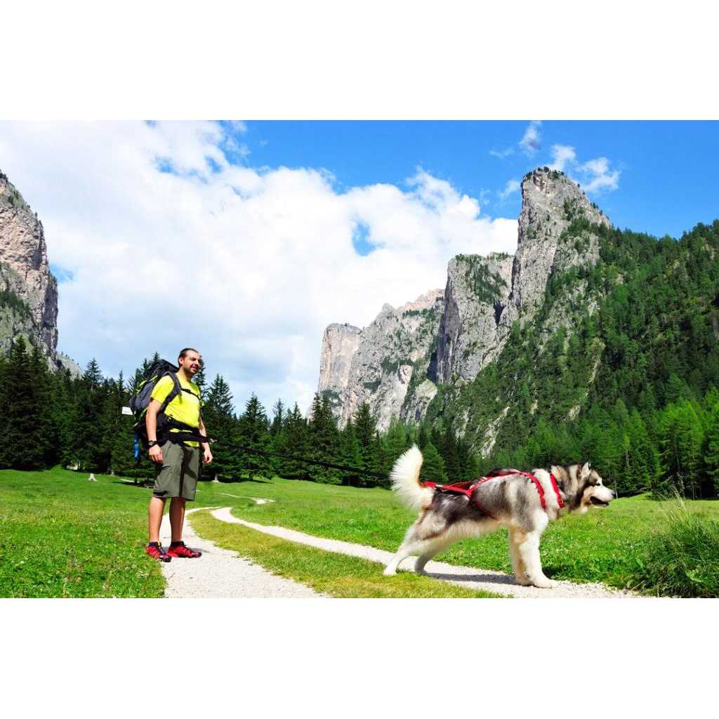 Neewa Sled Pro Harness Dog Pulling Harness Husky Harness - Nail Gallerys