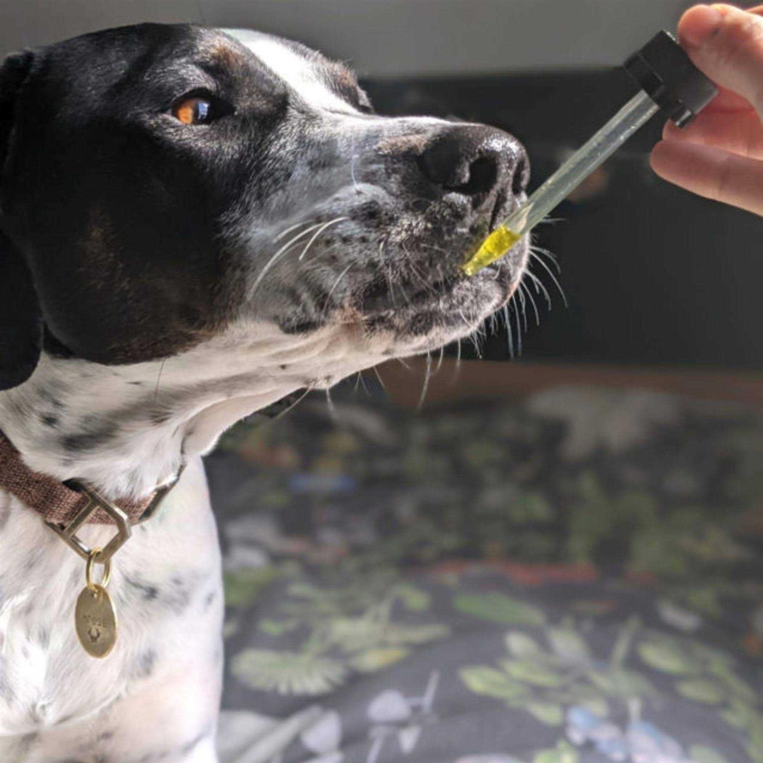 Hemp Well Calm Dog - Nail Gallerys