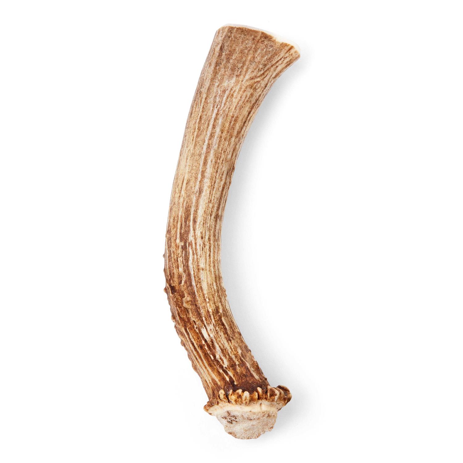 Good Lovin’ Naturally Shed Whole Deer Antler Dog Chew - Nail Gallerys