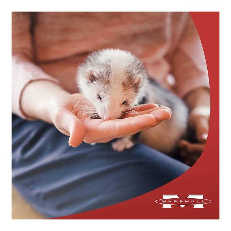 Marshall Ferret Premium Diet - Nail Gallerys