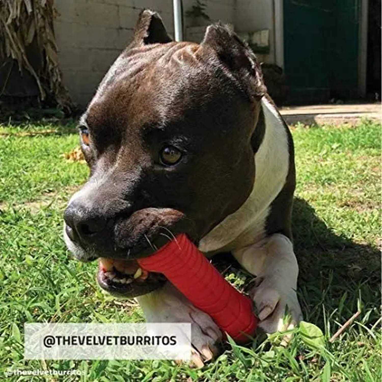 Playology Dual Layer Bone Dog Toy - Nail Gallerys