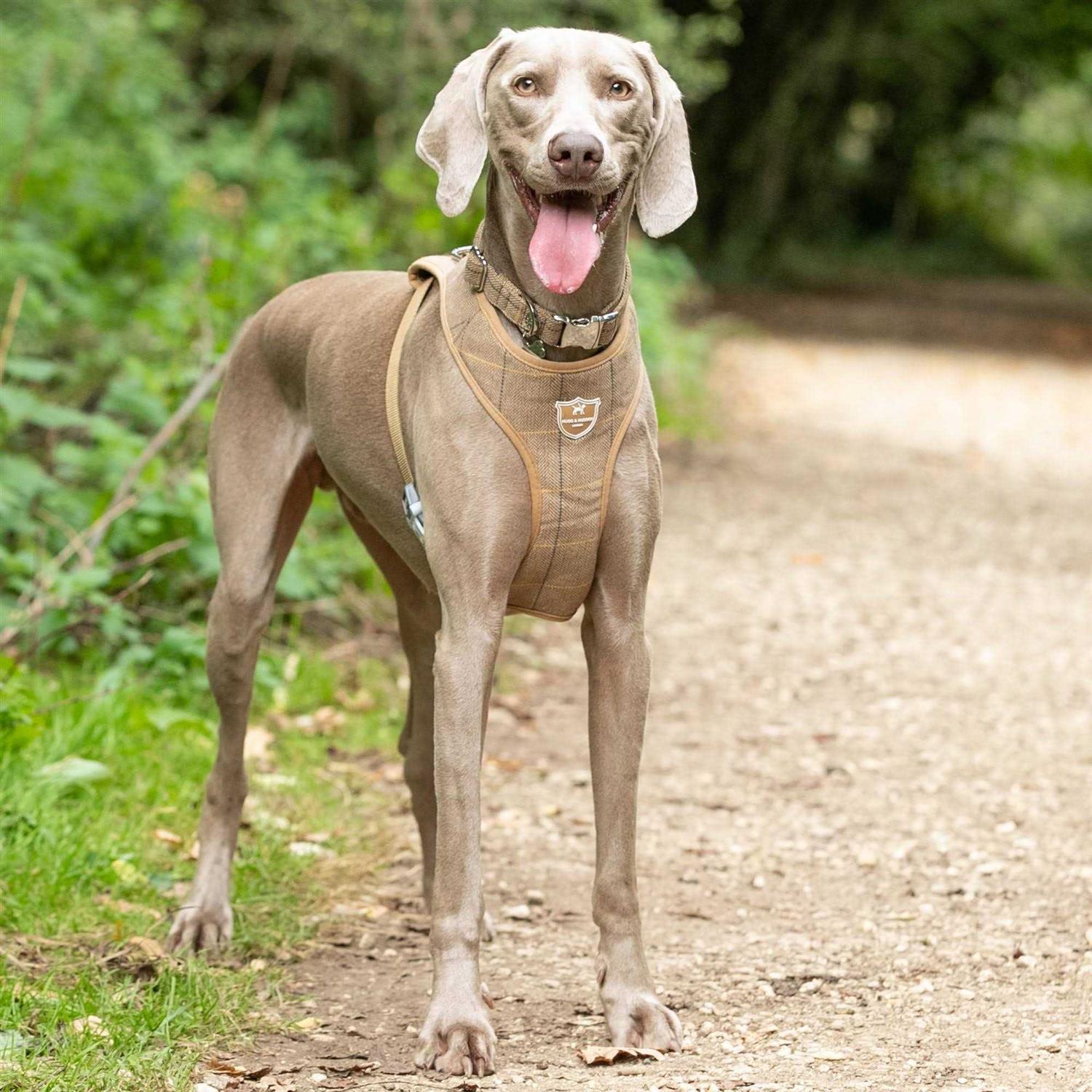 HUGO & HUDSON Tweed Dog Harness Vest - Nail Gallerys