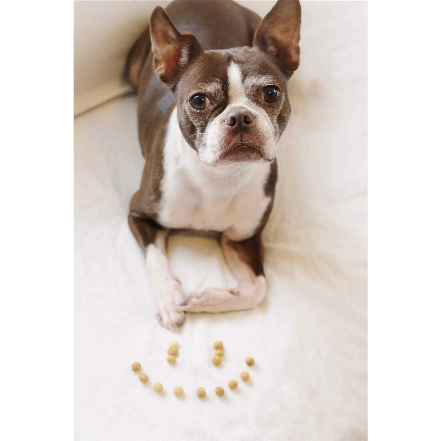 Redbarn Protein Puffs Dog Treats - Nail Gallerys