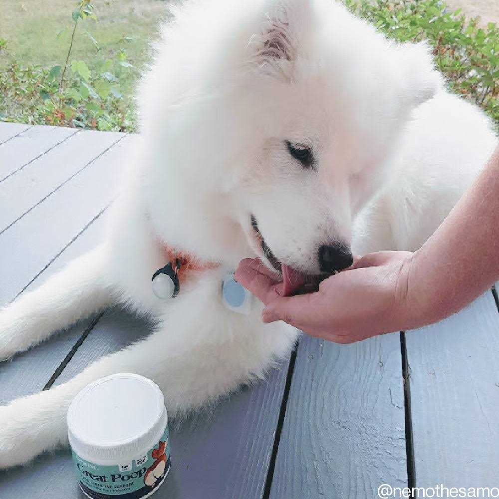 Great Pets Great Poop Probiotics for Dogs Fiber for Dogs Supplement with Dog Probiotics and Digestive Enzymes for a Healthy Gut - Nail Gallerys