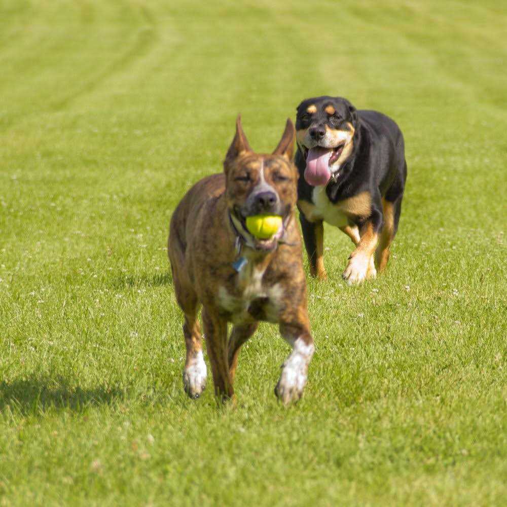 Hyper Pet Chewz Ball Dog Toy - Nail Gallerys