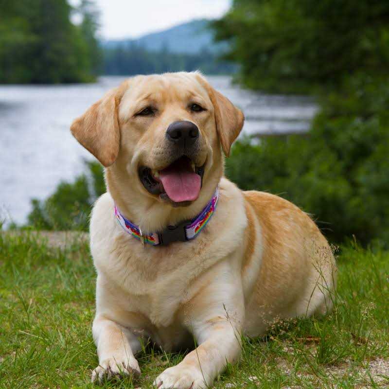 Lupine Pet Microbatch Dog Collar - Nail Gallerys