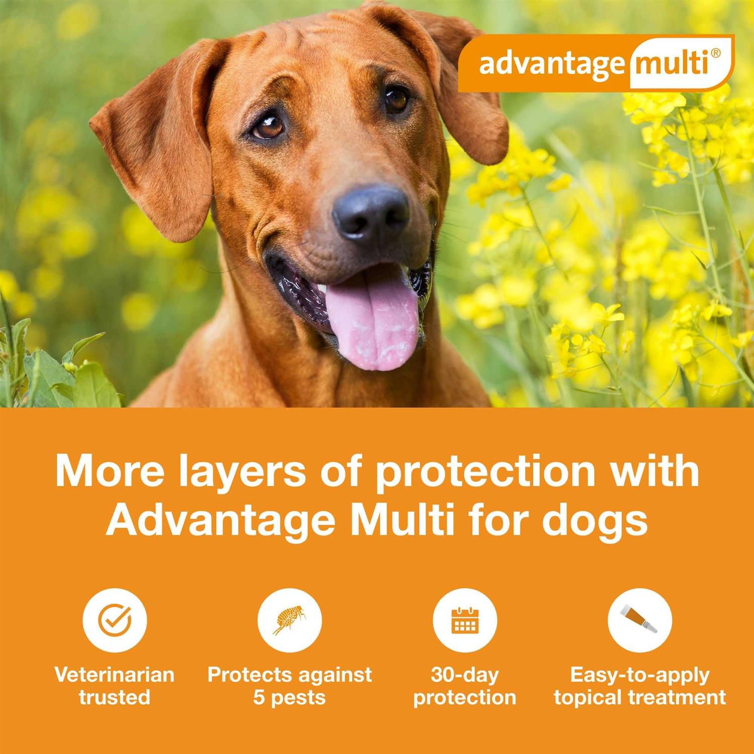 Advantage Multi for Dogs - Nail Gallerys