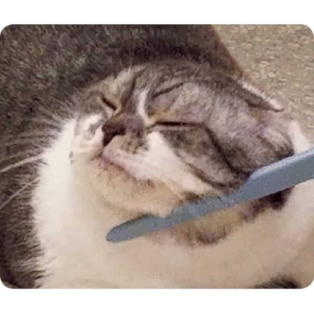 Wataoka The Nekojasuri Cat Groomer - Nail Gallerys