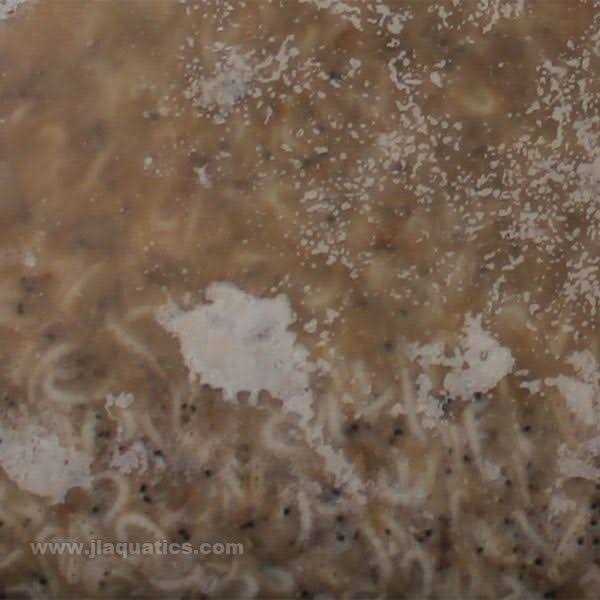 Piscine Energetics PE Frozen Mysis Shrimp - Nail Gallerys