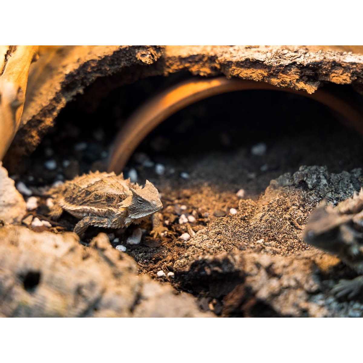 Josh’s Frogs BioBedding Desert Bioactive Substrate - Nail Gallerys