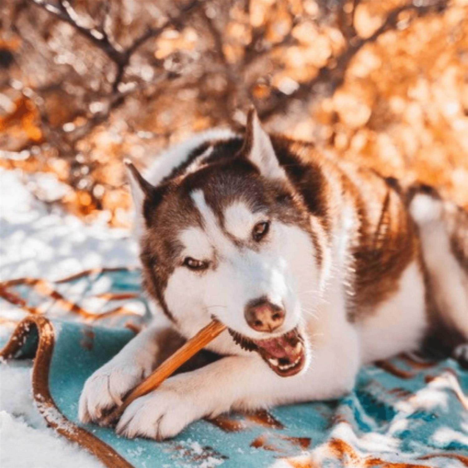 Natural Farm Bully Sticks Odor Free - Nail Gallerys