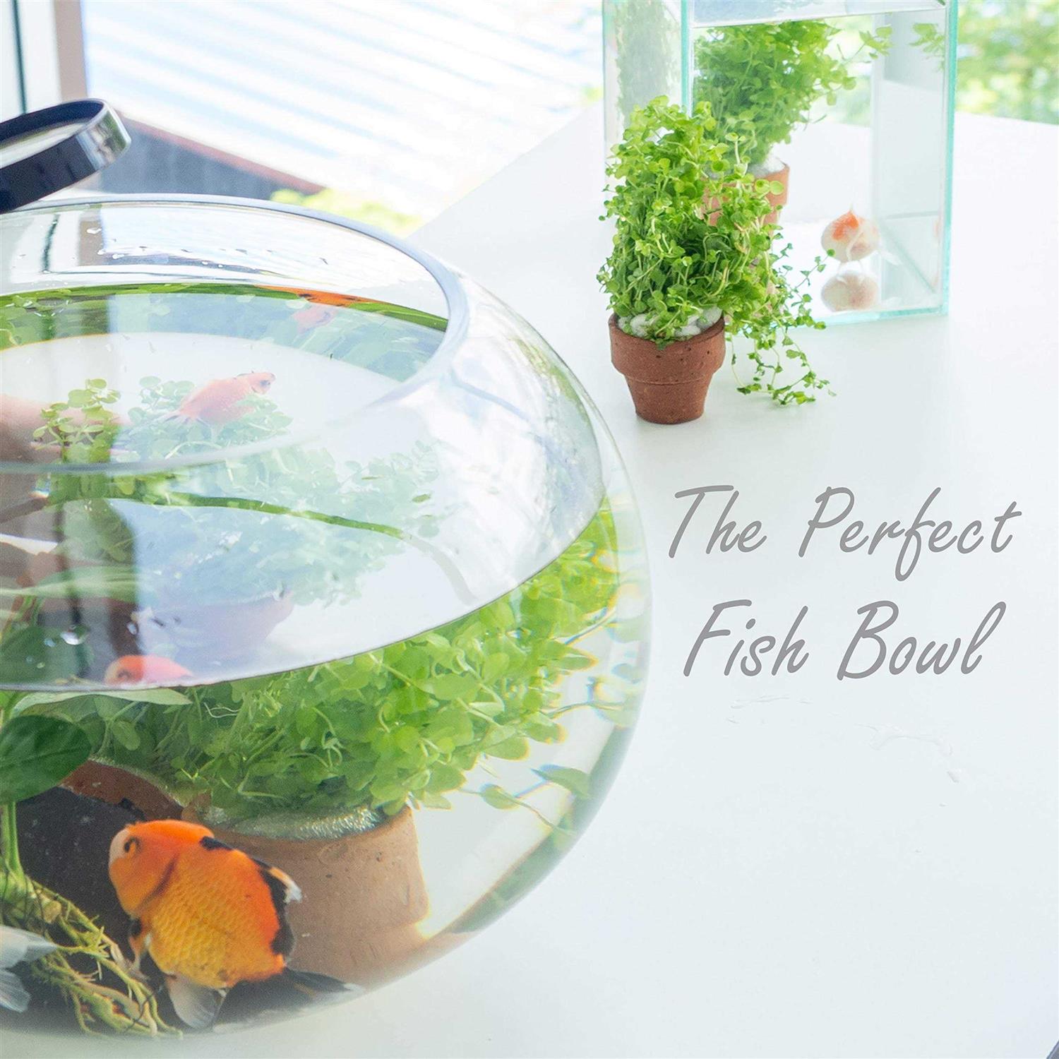 Cys Excel Large Glass Bubble Bowl Multiple Size Choices Fish Bowl Vase - Nail Gallerys