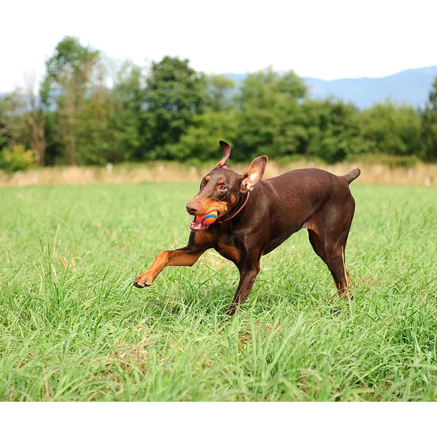 Chuckit! Bucket with Ultra Ball Dog Toy - Nail Gallerys