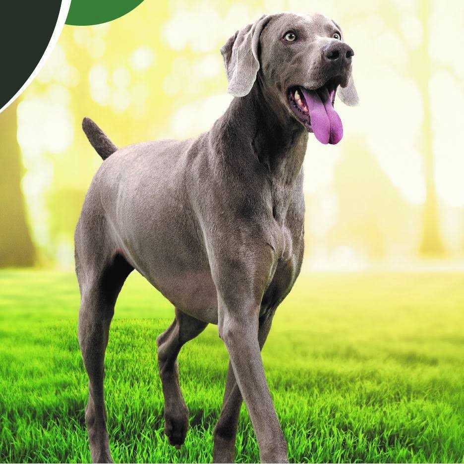 IAMS Advanced Health Skin & Coat Chicken and Salmon Recipe Dry Dog Food - Nail Gallerys