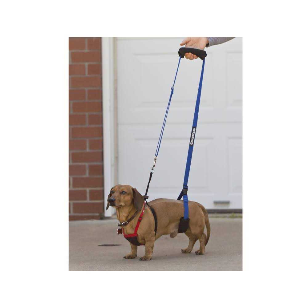 GingerLead Dog Support Rehabilitation Harness - Nail Gallerys